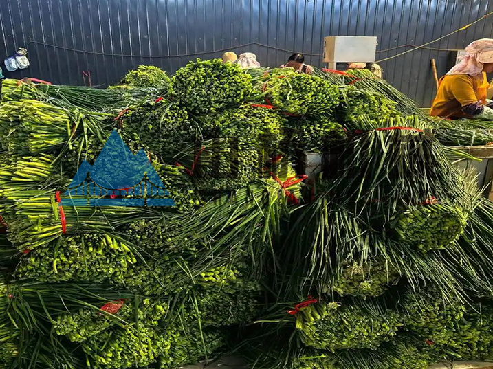 热泵烘干工艺揭秘：锁住香葱鲜绿本味(图1)
